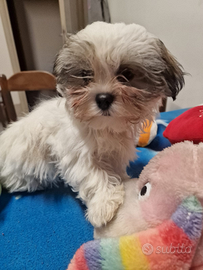 Shihtzu cuccioli