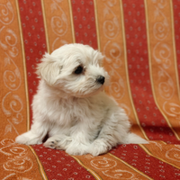 Cuccioli di Maltese