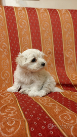 Cuccioli di Maltese
