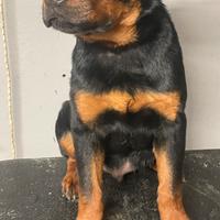 Cucciolo maschio di rottweiler