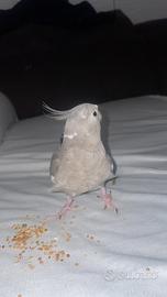 Calopsita