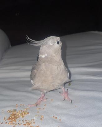 Calopsita