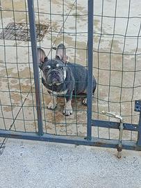 Bulldog francese Lilac tan