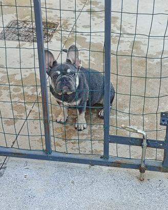 Bulldog francese Lilac tan