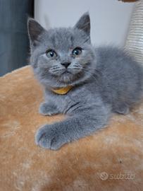 Cuccioli British shortair