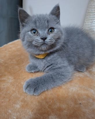 Cuccioli British shortair