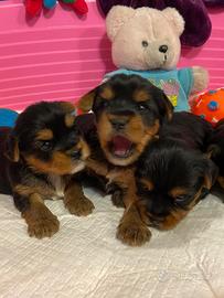Yorkshire cuccioli con Pedigree e Test genetici
