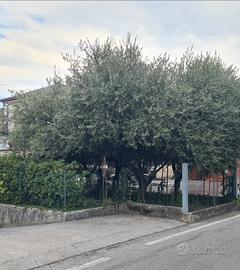 4 piante di Ulivo