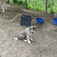 Cuccioli di pastore del Caucaso di origine Georgia