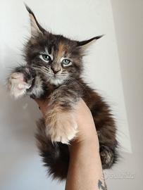Cuccioli di’ Mainecoon