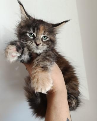 Cuccioli di’ Mainecoon