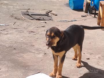 Si regalano cuccioli