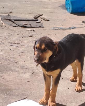 Si regalano cuccioli