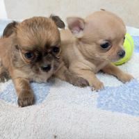 Cuccioli di chihuahua con pedigree enci