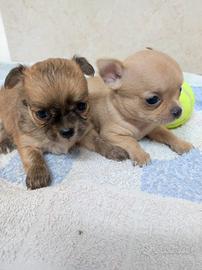 Cuccioli di chihuahua con pedigree enci