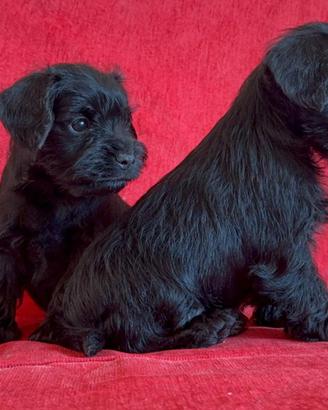 Schnauzer nano