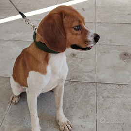 Beagle maschio