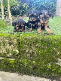 Femmine di Yorkshire