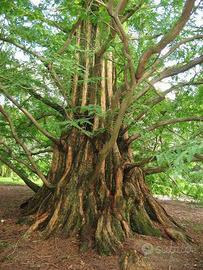 Metasequoia Gigante Effetto Parco Naturale