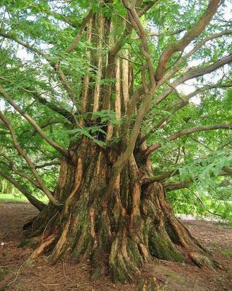 Metasequoia Gigante Effetto Parco Naturale