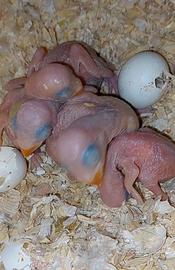 Pulli parrocchetto dal collare viola cleartail