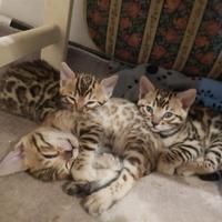 Dolcissime Gattine Bengala #pedegree #forbreeding