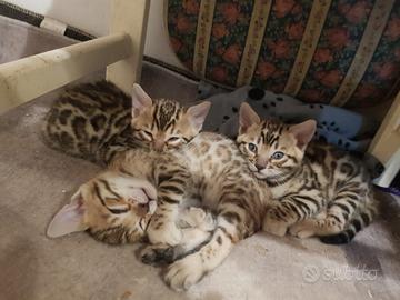Dolcissime Gattine Bengala #pedegree #forbreeding