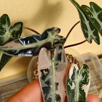 alocasia bambino Arrow superb Pink 