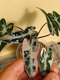 alocasia bambino Arrow superb Pink 