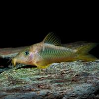 Corydoras Melanotaenia