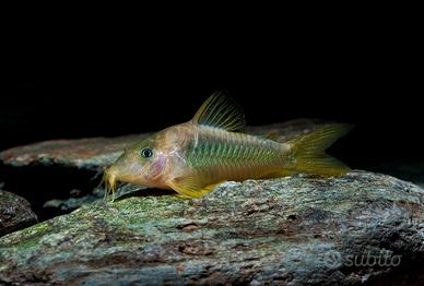 Corydoras Melanotaenia