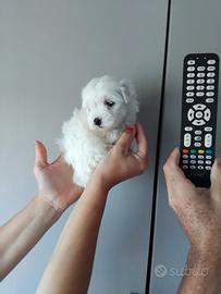 Cucciolo Maltipoo mini toy da borsetta