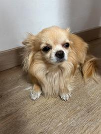 Chihuahua