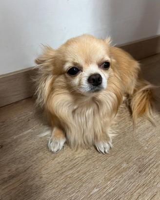 Chihuahua