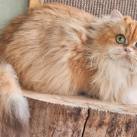 British Longhair