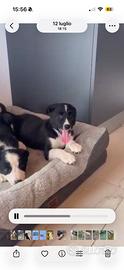 Cuccioli Border collie