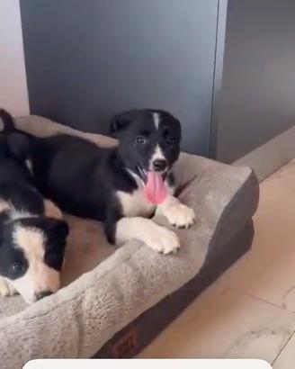 Cuccioli Border collie