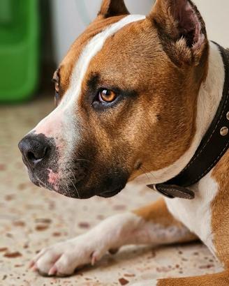 Amstaff