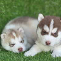 Husky