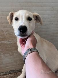 Cucciolo due mesi e mezzo