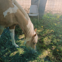 Paint palomino Tobiano