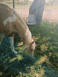 Paint palomino Tobiano