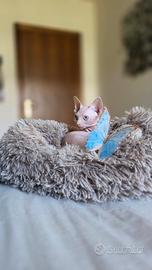 Maschietto , Canadian Sphynx