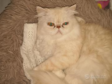 Gatto persiano ipertipico
