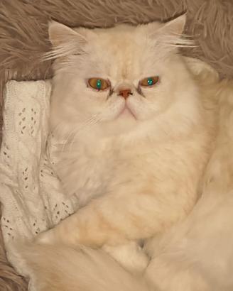 Gatto persiano ipertipico