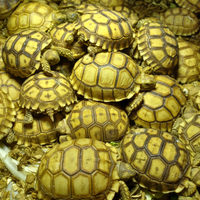 Tartaruga Geochelone Sulcata