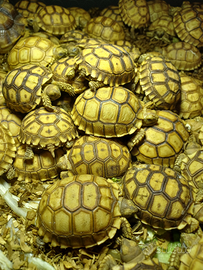 Tartaruga Geochelone Sulcata