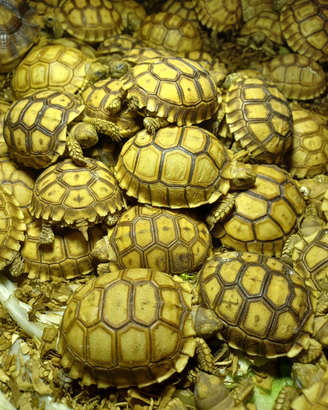 Tartaruga Geochelone Sulcata