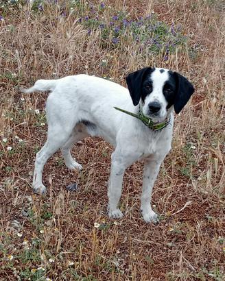 cani dda caccia x lepre 