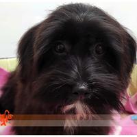 Cuccioli di BICHON HAVANESE